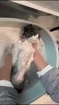 메이플스토리 인벤 : 집사에 대한 신뢰가 만렙인 고양이 목욕시키기 - 메이플스토리 인벤 자유게시판 (구) 집사에 대한 신뢰가 만렙인 고양이... 
