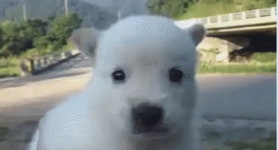 메이플스토리 인벤 : 강아지 짤.gif - 메이플스토리 인벤 자유게시판 (구) 강아지 짤.gif