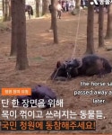 메이플스토리 인벤 : KBS드라마 태종이방원 말 학대... 메이플스토리 인벤 자유게시판 (구) KBS드라마 태종이방원 말 학대…청원참여부탁드립니다