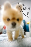 웹진 인벤 : 우리집 강아지 - 오픈이슈갤러리 우리집 강아지
