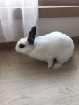 파이널판타지14 인벤 : 점심의 토끼짤 - 파이널판타지14 인벤 자유게시판 점심의 토끼짤