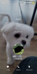 로스트아크 인벤 : 멍뭉이 데려온지 2달됐는데 - 로스트아크 인벤 자유 게시판
