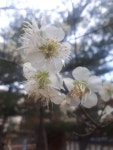 리니지M 인벤 : 형들 봄인데 좀 즐겨요~ - 리니지M 인벤 사건사고 서버현황 게시판