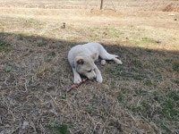 오버워치 인벤 : 혹시 개 키우는 회사 다니시는 분 - 오버워치 인벤 자유게시판