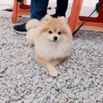 메이플스토리 인벤 : 남의 집 강아지 볼래요? 우리 집 강아지 볼래요? 둘다 봐요! - 메이플스토리 인벤 자유게시판