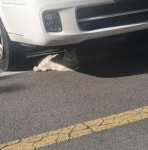 메이플스토리 인벤 : 우리단지 냥이 - 메이플스토리 인벤 자유게시판