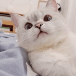 메이플스토리 인벤 : 고양이 나나 - 메이플스토리 인벤 자유게시판 (구) 고양이 나나