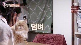웹진 인벤 : 아이유 vs 고양이 기싸움 레전드 - 오픈이슈갤러리 아이유 vs 고양이 기싸움 레전드