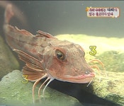 로스트아크 인벤 : 성대 - 로스트아크 인벤 자유 게시판(구) 성대