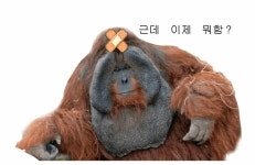 메이플스토리 인벤 : 근데 이제 뭐함? - 메이플스토리 인벤 자유게시판 (구) 근데 이제 뭐함?