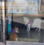 메이플스토리 인벤 : 알바생 진짜 말이 안통하네.. - 메이플스토리 인벤 자유게시판 (구) 알바생 진짜 말이 안통하네..