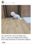 메이플스토리 인벤 : 개도 안먹는 족발 리뷰 - 메이플스토리 인벤 자유게시판 (구) 개도 안먹는 족발 리뷰
