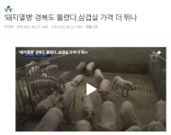 삼겹살 가격 더 뛰나... 돼지열병 경북도 뚫렸다. - 오픈이슈갤러리 - 인벤 삼겹살 가격 더 뛰나... 돼지열병 경북도 뚫렸다. - 오픈이슈갤러리