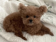 메이플스토리 인벤 : 멍뭉이 보러오세여 - 메이플스토리 인벤 자유게시판