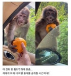웹진 인벤 : 주객전도 짤 - 오픈이슈갤러리 주객전도 짤