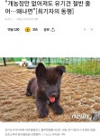 웹진 인벤 : 개농장만 없어져도 유기견 절반 줄어…왜냐면[최기자의 동행] - 오픈이슈갤러리 "개농장만 없어져도 유기견 절반 줄어... 