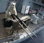 "Polar Bears Tear People Apart" 1