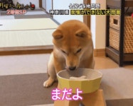 머리로만 기다려를 아는 강아지래 | 메이플 인벤