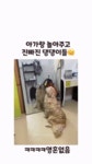 웹진 인벤 : 아기랑 놀아주는 멍멍이 - 오픈이슈갤러리 아기랑 놀아주는 멍멍이