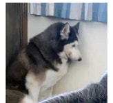 웹진 인벤 : 허숙희가 바짝 쫄아있는 이유.jpg - 오픈이슈갤러리 허숙희가 바짝 쫄아있는 이유.jpg