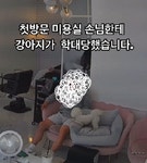 웹진 인벤 : 미용실 강아지 학대한 교회목사 - 오픈이슈갤러리 미용실 강아지 학대한 교회목사