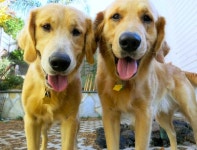 Scientists Made a Test to Find Out - Neatorama Would Your Dog Rescue You? Scientists Made a Test to Find Out