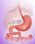 Stomach Stock Photo, Picture And Royalty Free Image. Image 76282175.