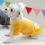 nicedog(nicedog)’s style       | 도그도그 허니베어 티셔츠~!!!깔끔한 기본 티. 실내 외 어디든 어울려요 멋지개 강아지옷 구경하기   