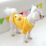 nicedog(nicedog)’s style       | 도그도그 허니베어 티셔츠~!!!깔끔한 기본 티. 실내 외 어디든 어울려요 멋지개 강아지옷 구경하기   