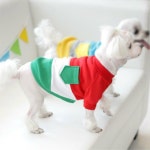 nicedog(nicedog)님의 스타일       | 도그도그 03주머니 티셔츠 폴로 스타일의 면 티셔츠~!! 간지난다는 ㅋ#멋지개 #강아지옷 #애견옷 #애  