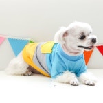 nicedog(nicedog)님의 스타일       | 도그도그 03주머니 티셔츠 폴로 스타일의 면 티셔츠~!! 간지난다는 ㅋ#멋지개 #강아지옷 #애견옷 #애  