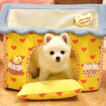 nicedog(nicedog)님의 스타일       | 패리스독 병아리 하우스 지붕이 매쉬 소재여서 여름철에도 추천~!!!#멋지개 #강아지옷 #애견옷 #애견의  