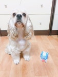 뚱콜라언니(j0428)’s style       | #산양유 #강아지우유 #강아지 #코카스파니엘  