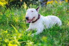 강아지훈련 - velog