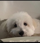 꼬몽