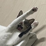 🔸Java Script 제어문 - 반복문