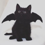 웹개발 종합반 1주차