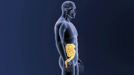 367 Cecum Stock Footage and Video Clips in 4K and UHD - 123RF