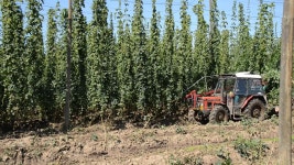 체코 Žatec의 타운 근처 Mradice 마을에서 수확 홉 무비클립, 동영상, 영상,HD 영상, HD 비디오, HD 비디오클립. 무비클립 45697554.... 