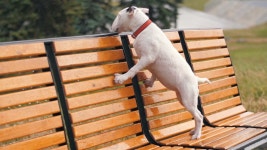 Starving Stock Video Footage and HD Video Clips - 123RF