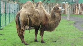 Dromedary Camel Stock Footage 