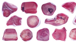 붉은 산호 돌은 흰색 빛 격리된 배경에 질감을 설정합니다. 오른쪽... 무비클립, 동영상, 영상,HD 영상, HD 비디오, HD 비디오클립. 무비클립... 