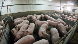 1,267 Boar Stock Footage and Video Clips in 4K and UHD - 123RF