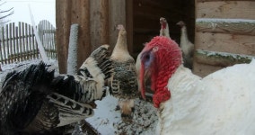 집 농장의 새들. 무비클립, 동영상, 영상,HD 영상, HD 비디오, HD 비디오클립. 무비클립 201552927