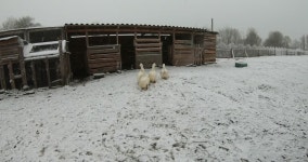 집 농장의 새들. 무비클립, 동영상, 영상,HD 영상, HD 비디오, HD 비디오클립. 무비클립 201552926