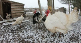 집 농장의 새들. 무비클립, 동영상, 영상,HD 영상, HD 비디오, HD 비디오클립. 무비클립 201552921