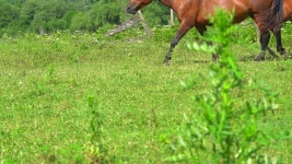 Stud Stock Video Footage and HD Video Clips - 123RF