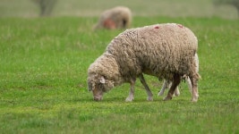 초원에서 방목하는 귀여운 양. 들판과 농장 동물. 농업 무비클립, 동영상, 영상,HD 영상, HD 비디오, HD 비디오클립. 무비클립 204490392... 