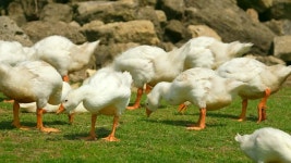 많은 농장 동물. 흰 거위 새끼 기러기들이 풀밭에서 장난스럽게 걷고 풀을 뜯고 있습니다. 푸른 풀밭에서 풀을 뜯는 새끼 기러기들의 유쾌한... 