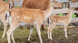 Young deer at the zoo. Alpaca in the background. Wild animals 무비클립, 동영상, 영상,HD 영상, HD 비디오, HD 비디오클립.... 